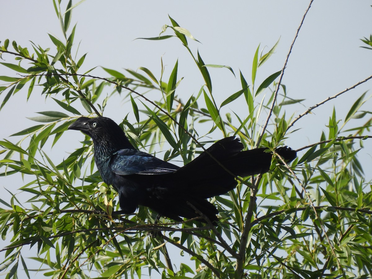 Riesenani - ML646664245