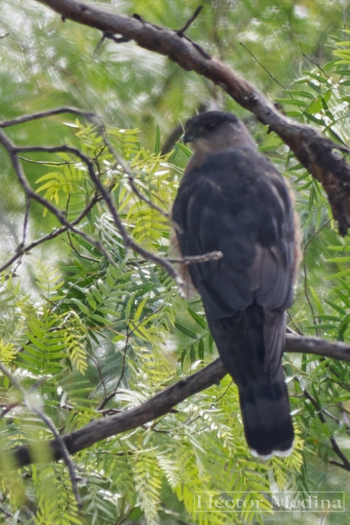 Cooper's Hawk - ML646664249