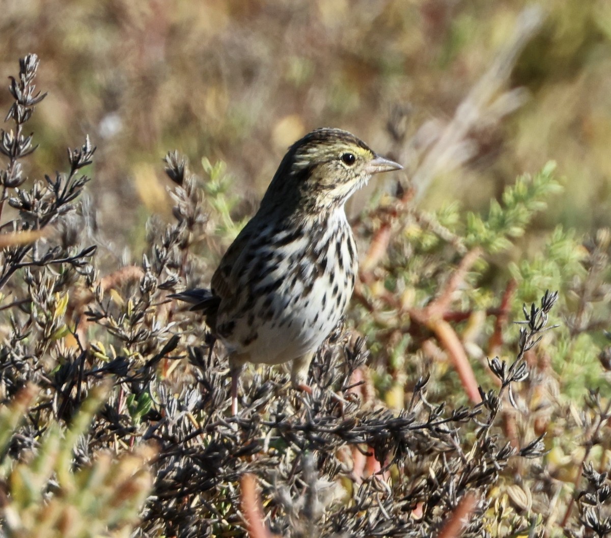 Savannah Sparrow (Belding's) - ML646664252