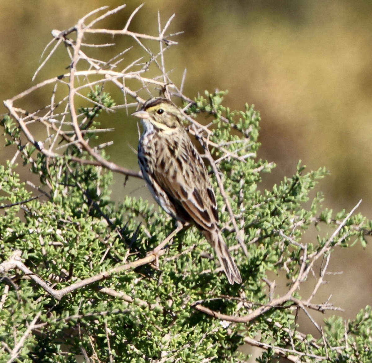 Savannah Sparrow (Belding's) - ML646664253
