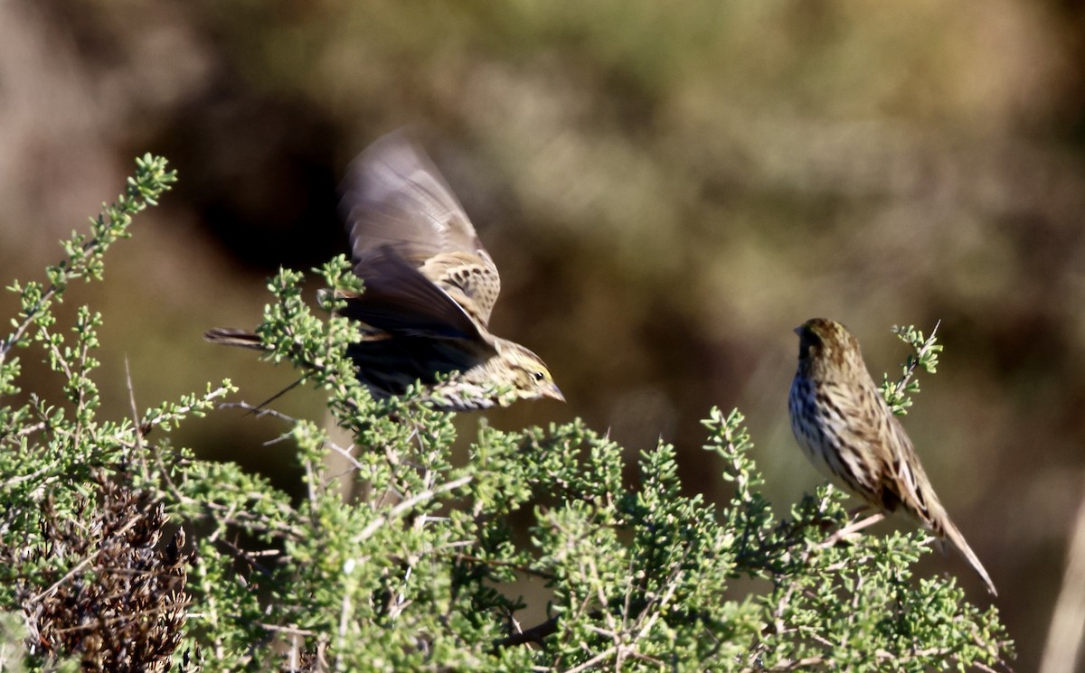 Savannah Sparrow (Belding's) - ML646664255