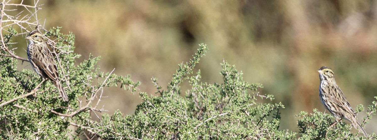 Savannah Sparrow (Belding's) - ML646664256