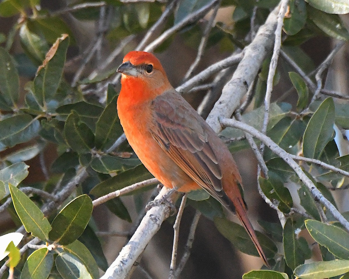 Hepatic Tanager - ML646664258