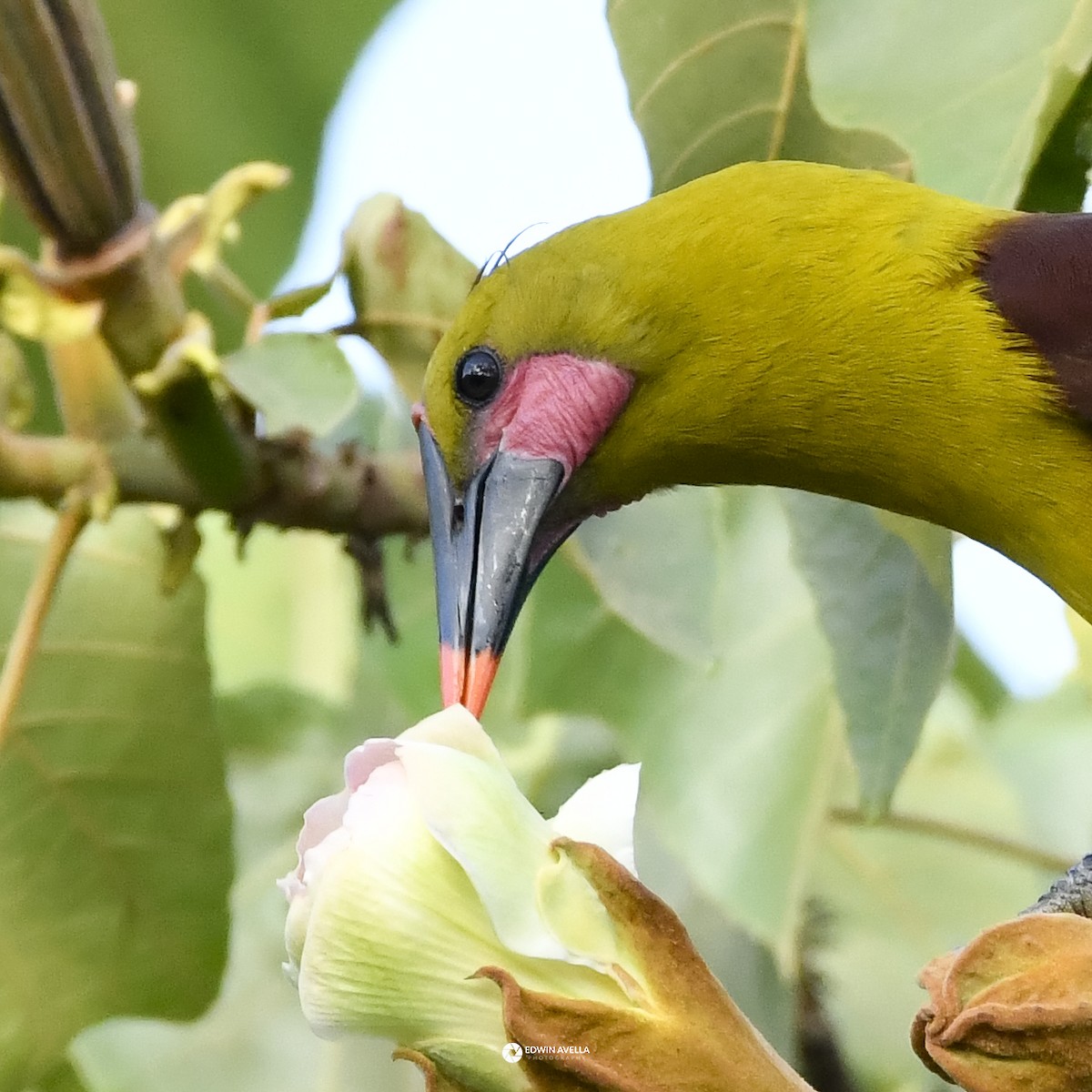 Olive Oropendola - ML646664259