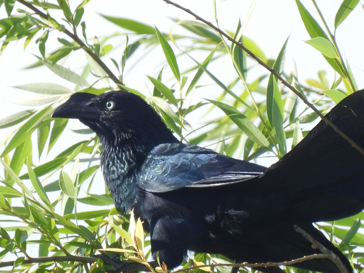 Riesenani - ML646664264