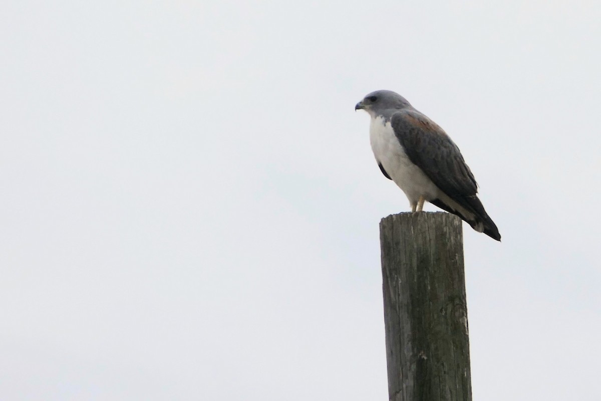 オジロノスリ - ML646664266