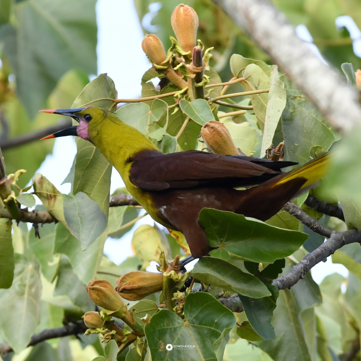 Olive Oropendola - ML646664267