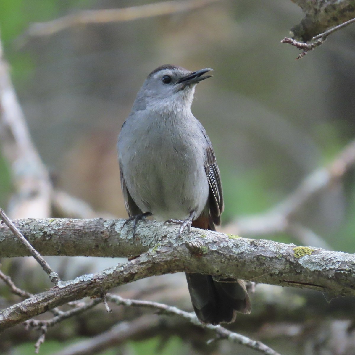 Gray Catbird - ML646664271