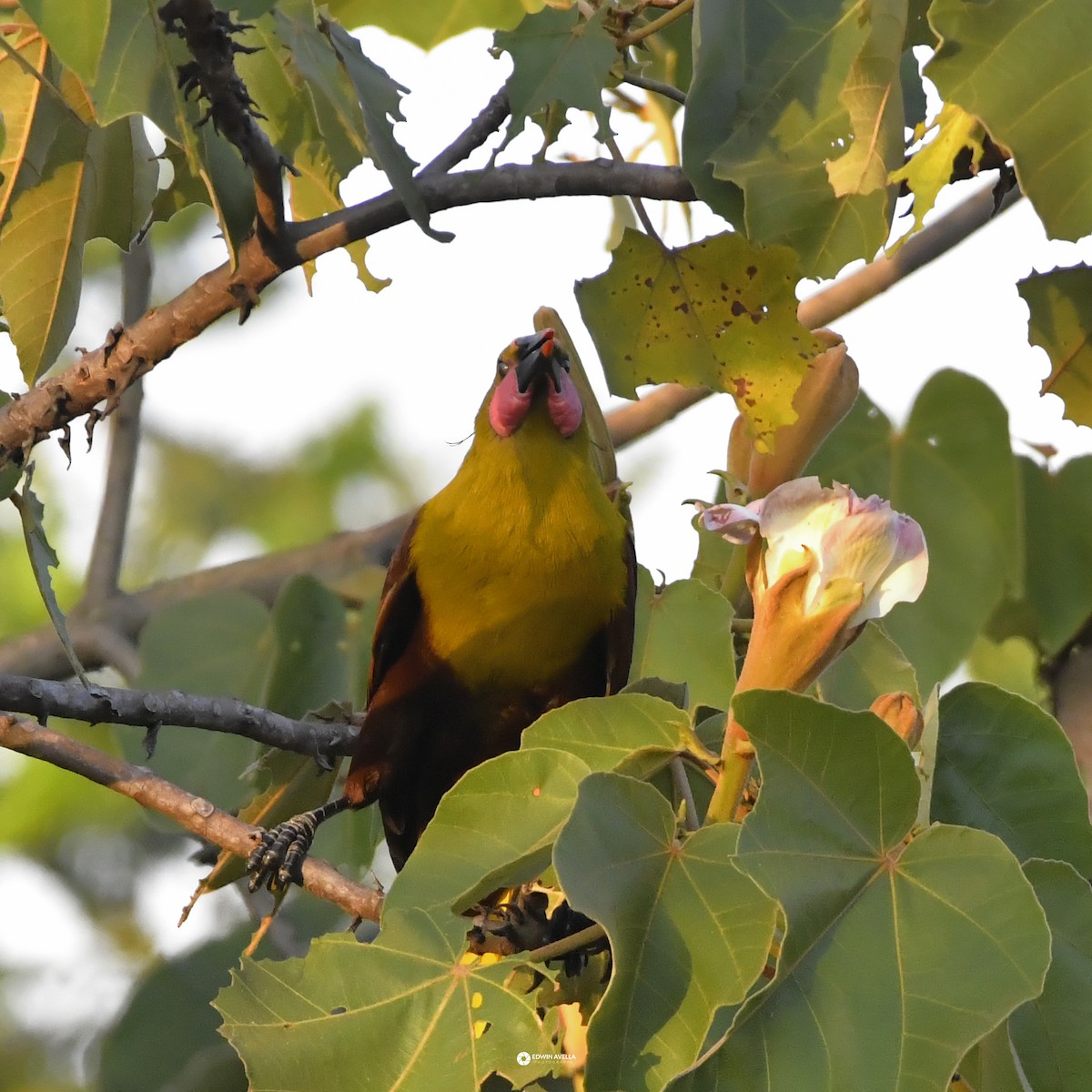Olive Oropendola - ML646664275