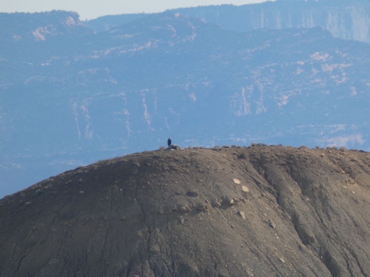 Golden Eagle - ML646664278