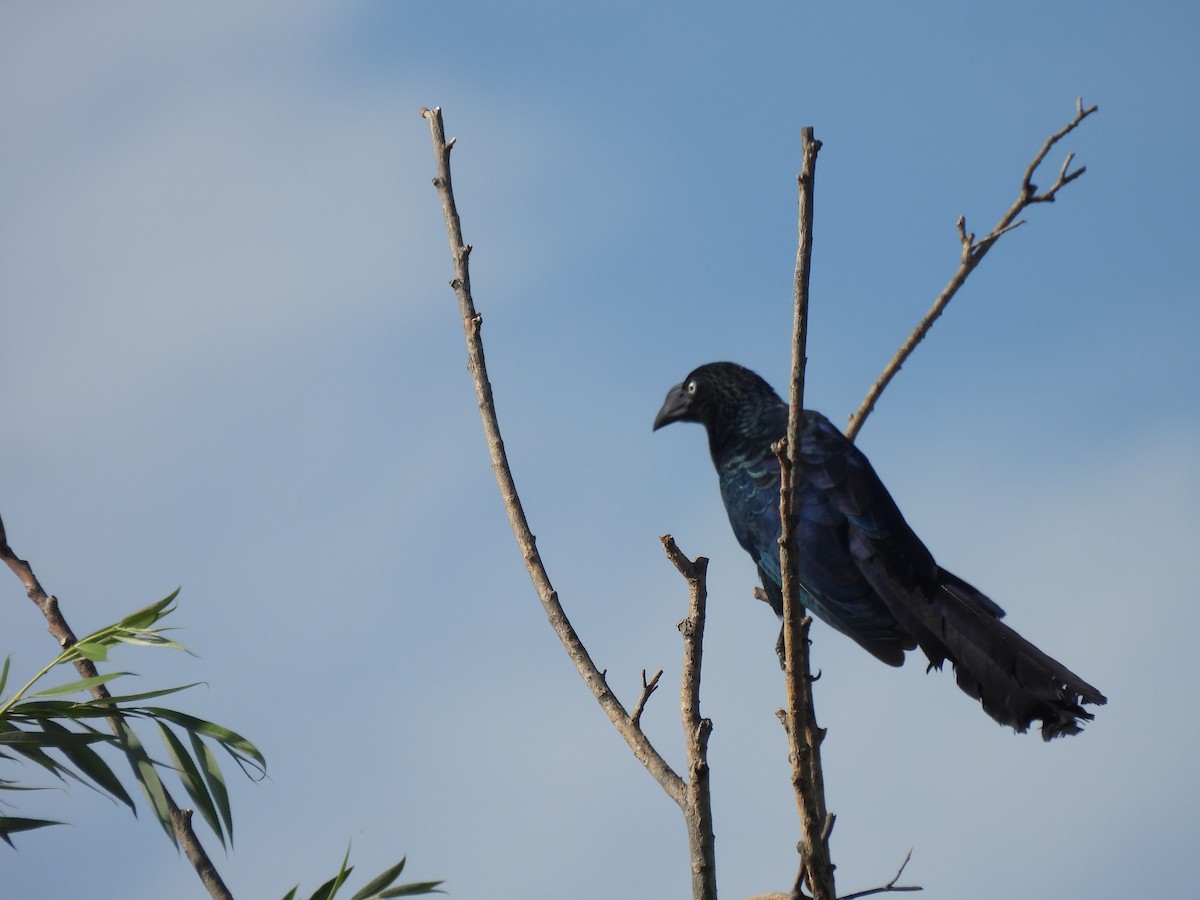 Riesenani - ML646664280