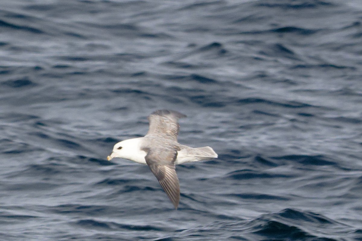 Northern Fulmar - ML646664284