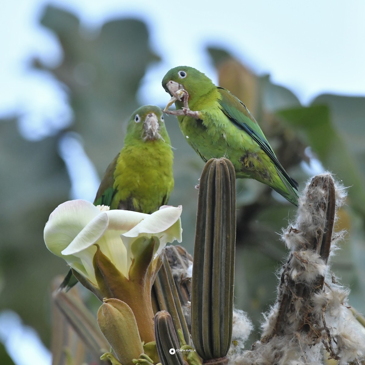 Orange-chinned Parakeet - ML646664285