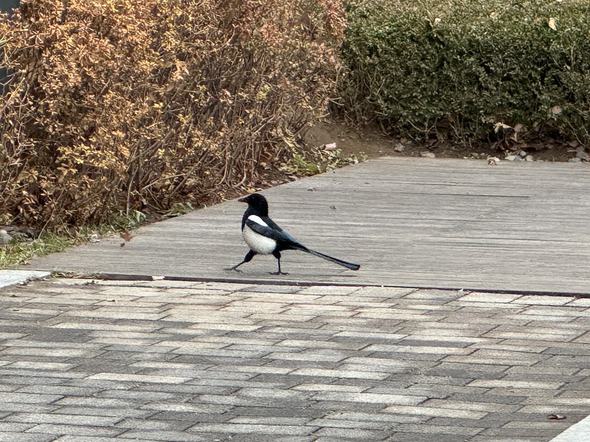 Orientelster - ML646664292