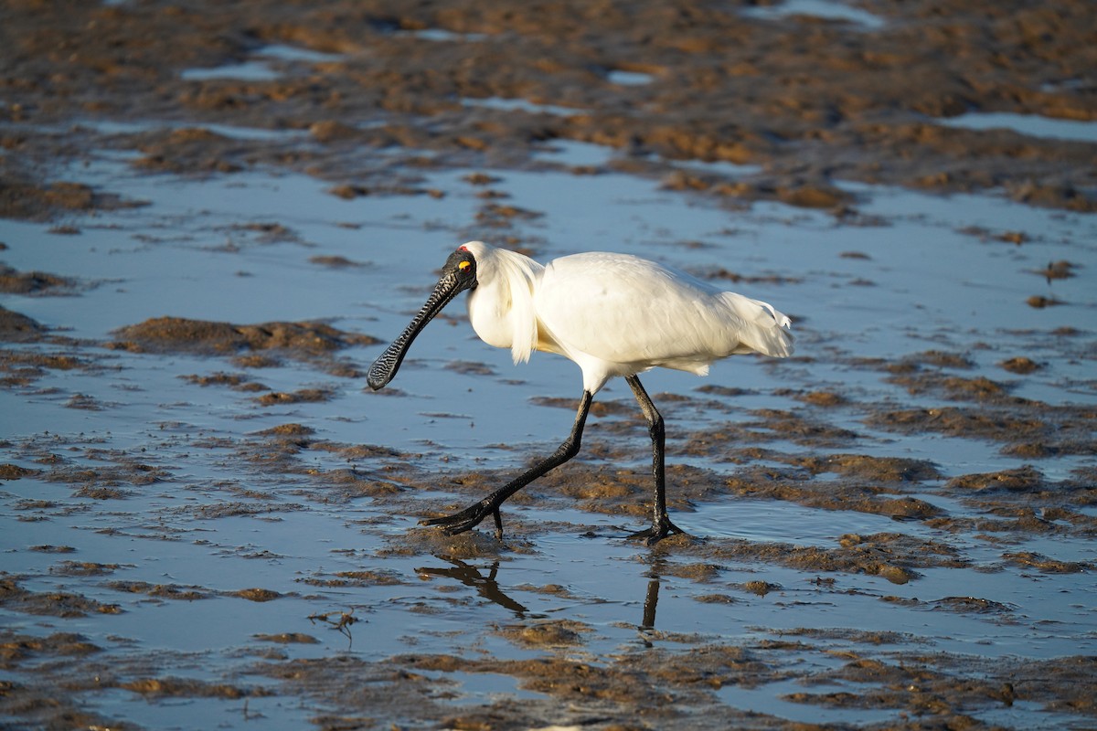 Royal Spoonbill - ML646664293