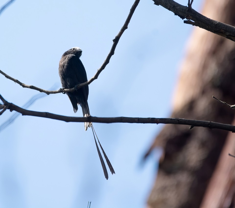 Long-tailed Tyrant - ML646664295