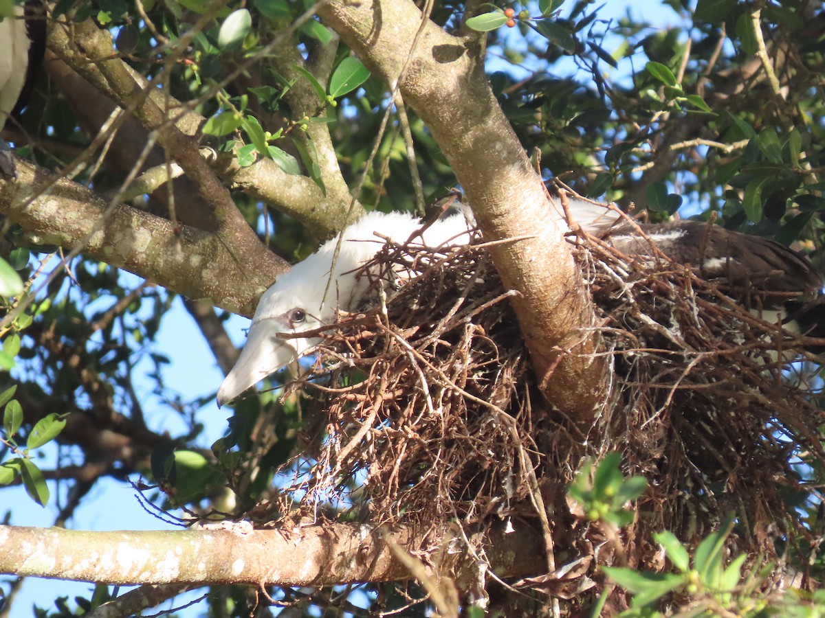 Piquero de Abbott - ML646664296