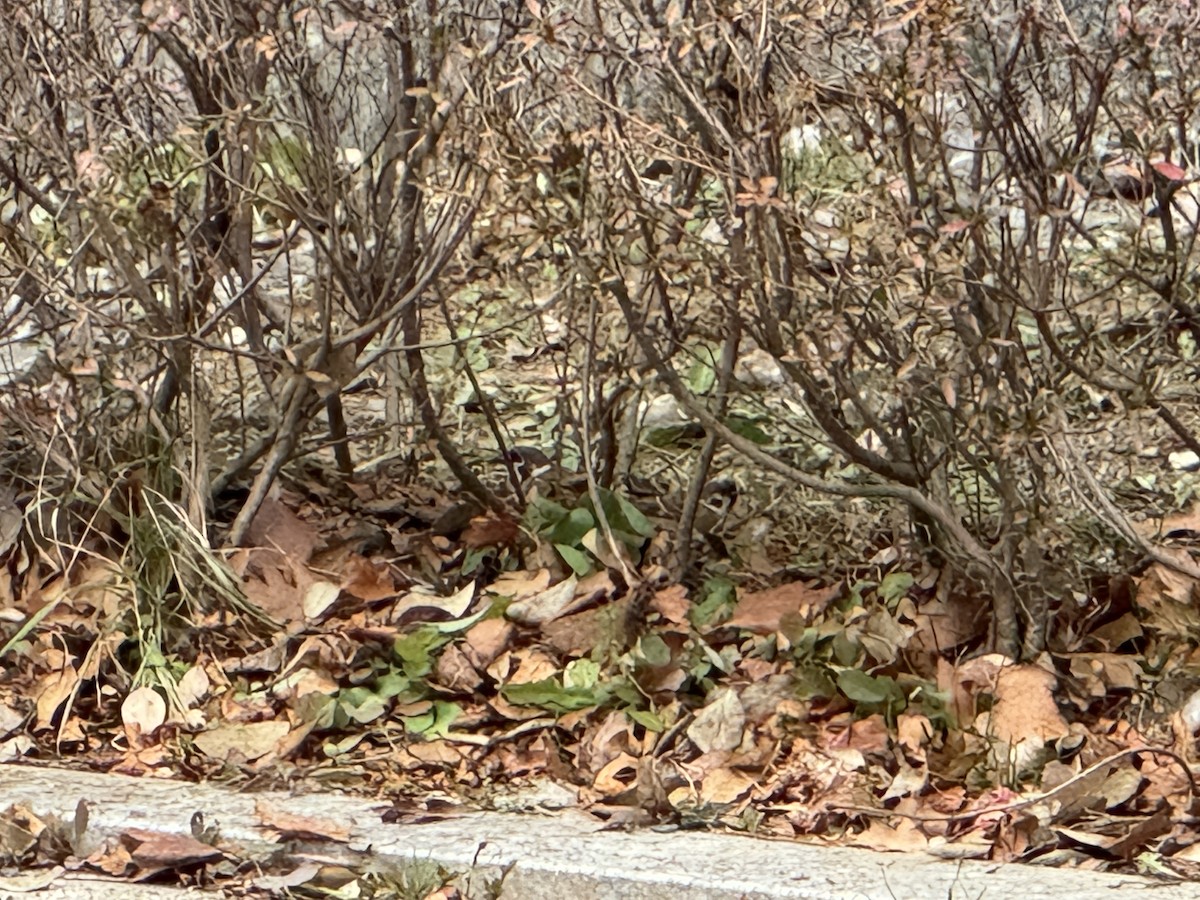 Eurasian Tree Sparrow - ML646664299