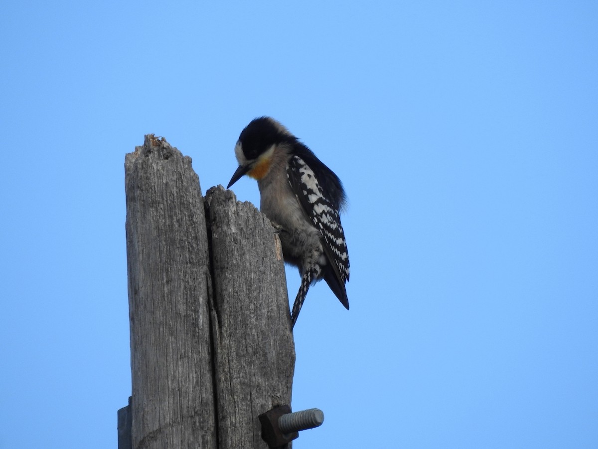 White-fronted Woodpecker - ML646664300