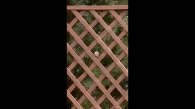 Gorrión Molinero - ML646664301