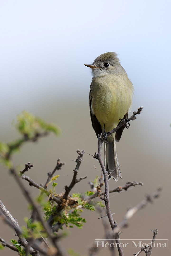 krattempid - ML646664307