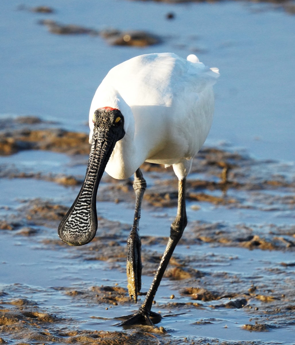 Royal Spoonbill - ML646664309