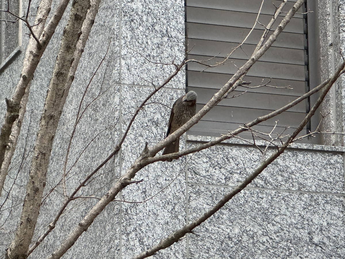 Brown-eared Bulbul - ML646664313