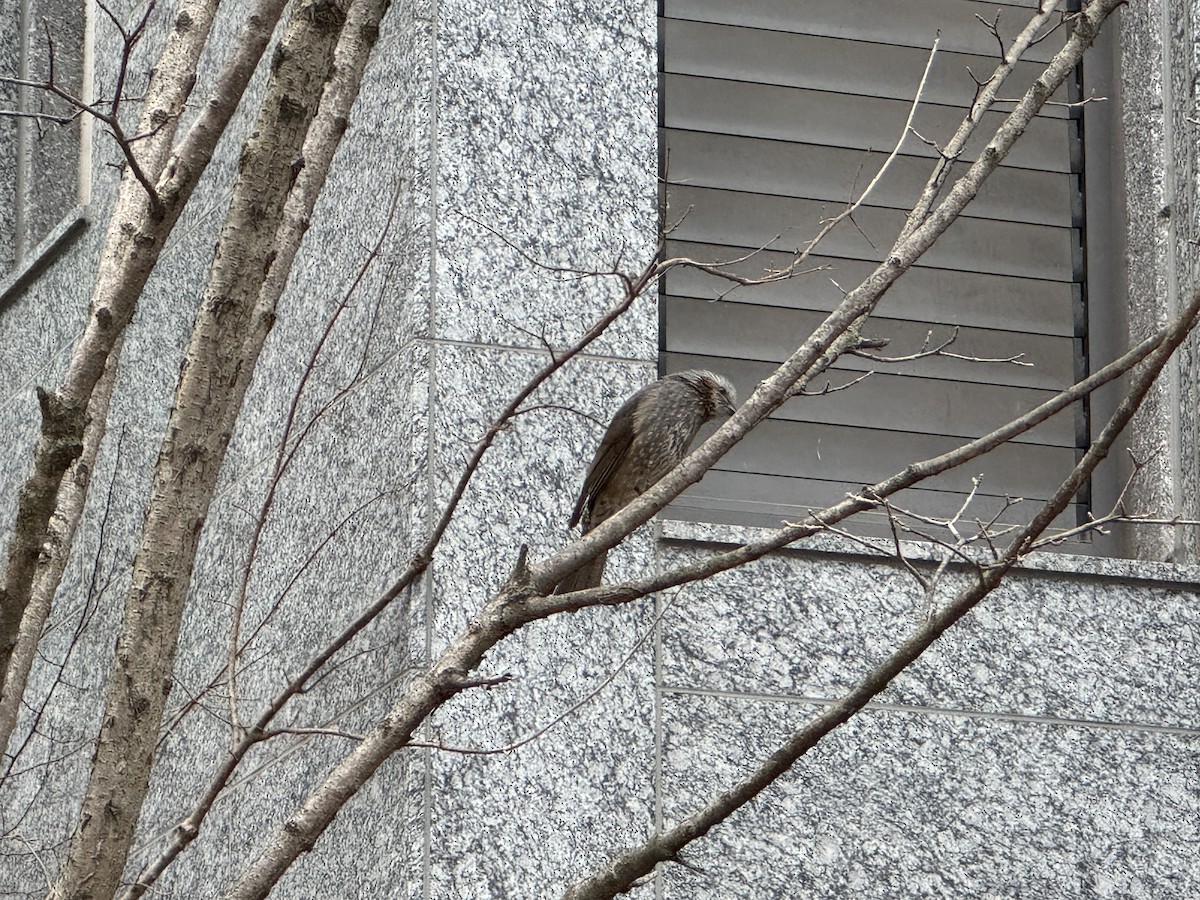 Brown-eared Bulbul - ML646664314