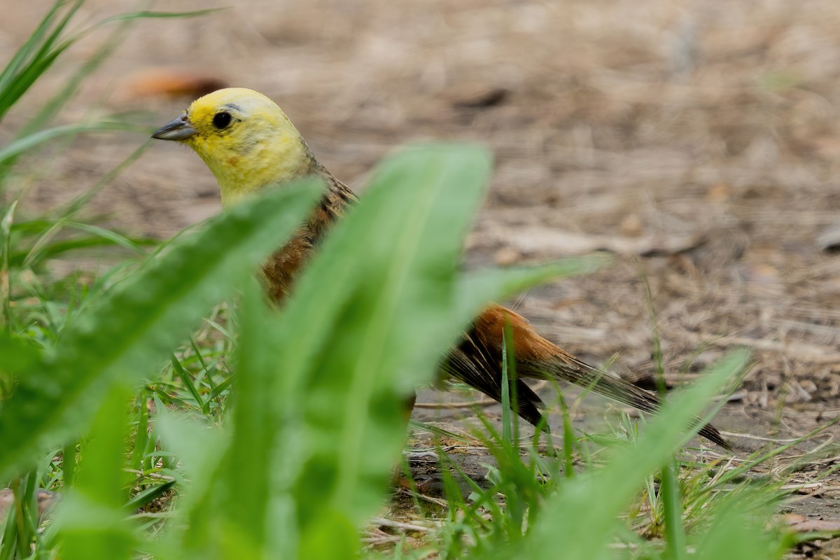 Escribano Cerillo - ML646664318