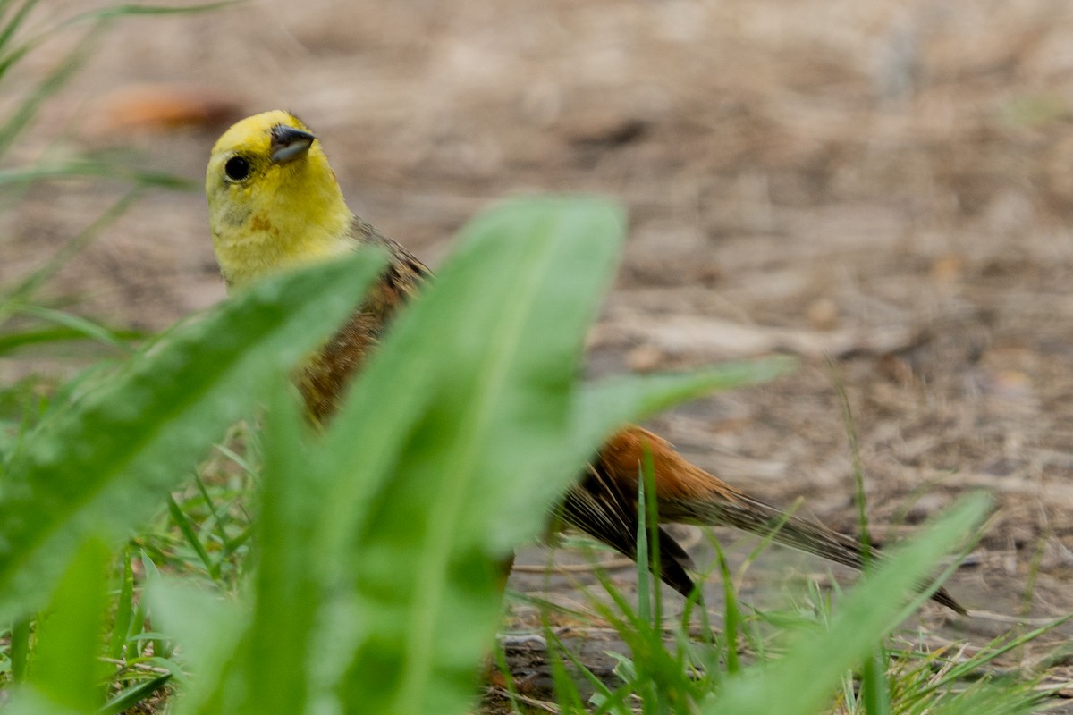 Escribano Cerillo - ML646664319