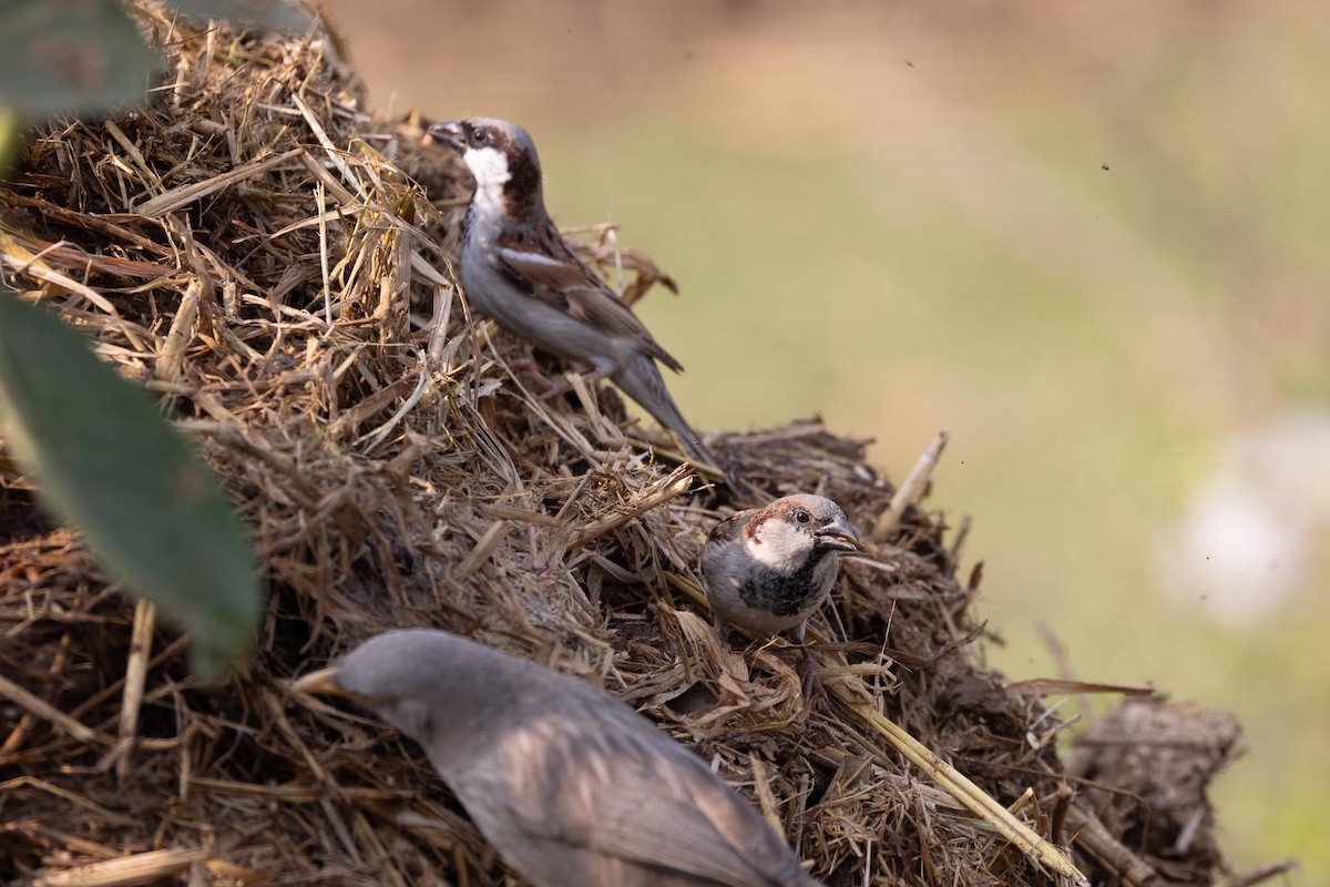 House Sparrow - ML646664320