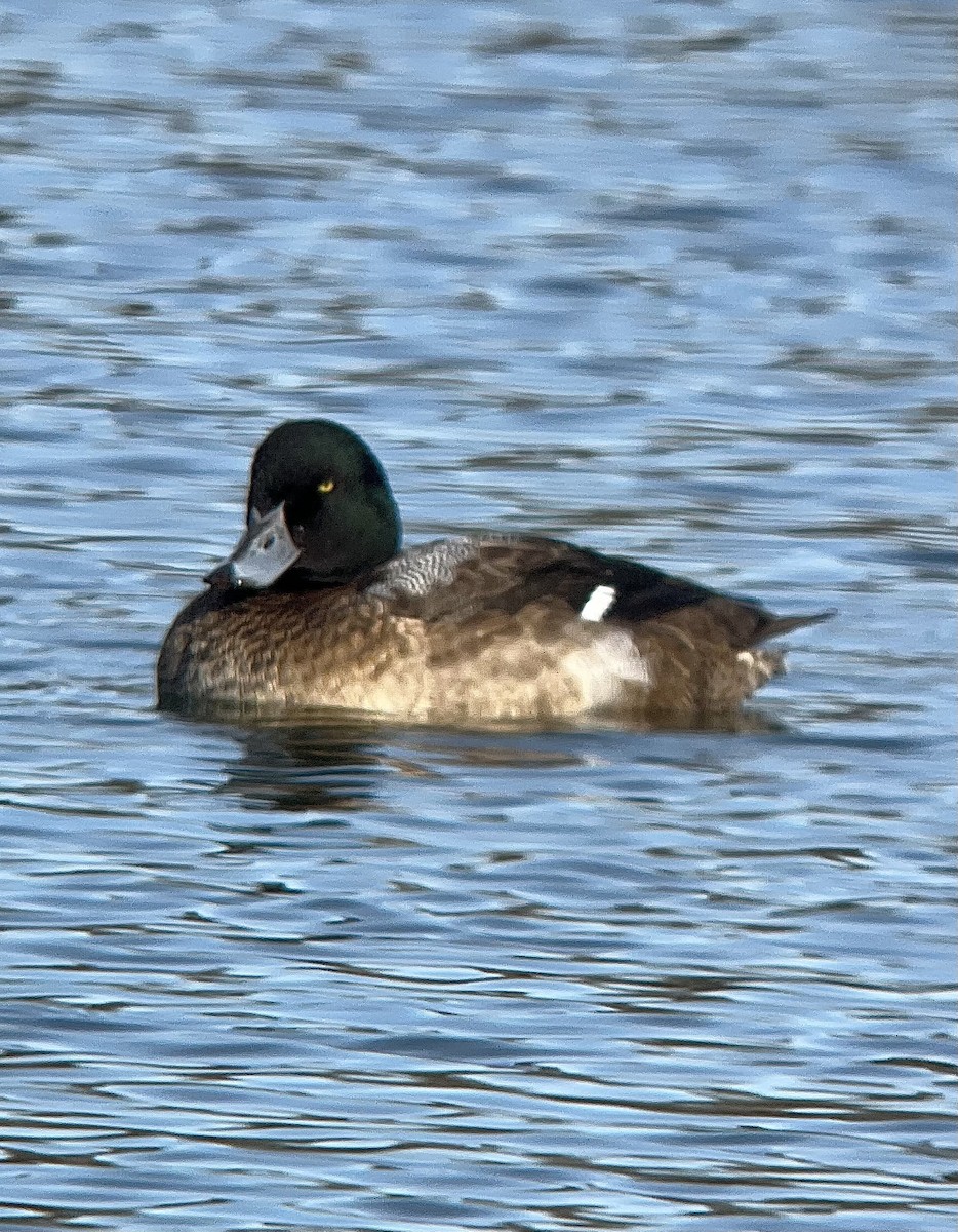 צולל ימי - ML646664323