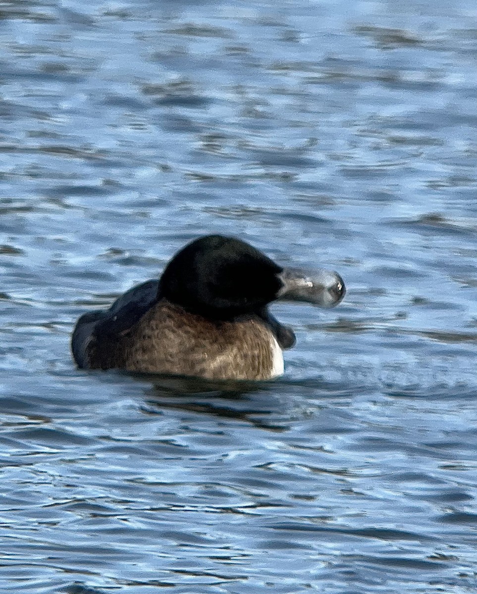צולל ימי - ML646664324