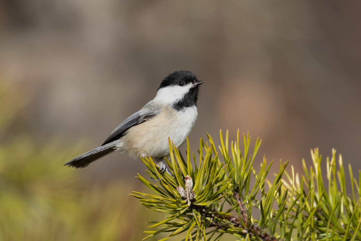 Черношапочная гаичка - ML646664329