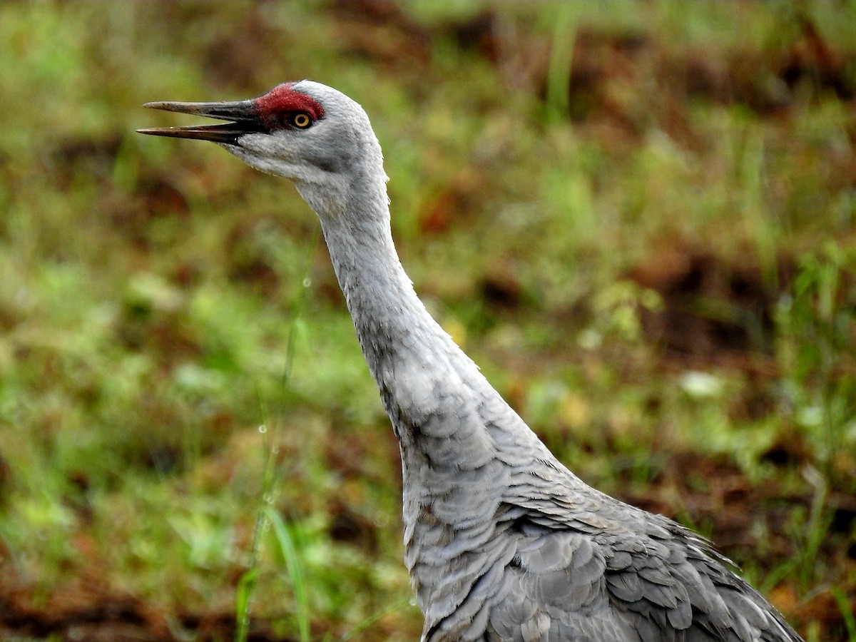 Sandhill Crane - ML646664330