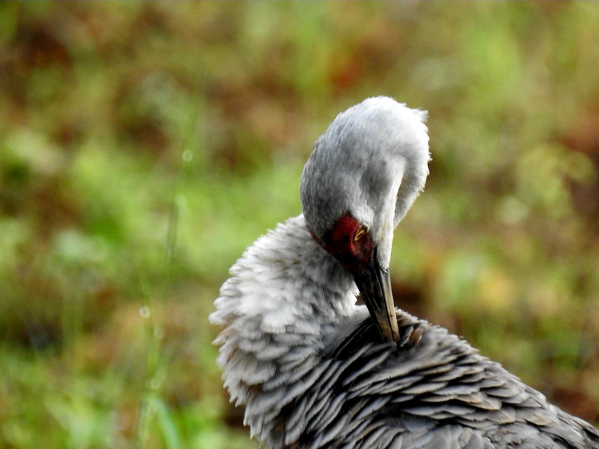 Sandhill Crane - ML646664331