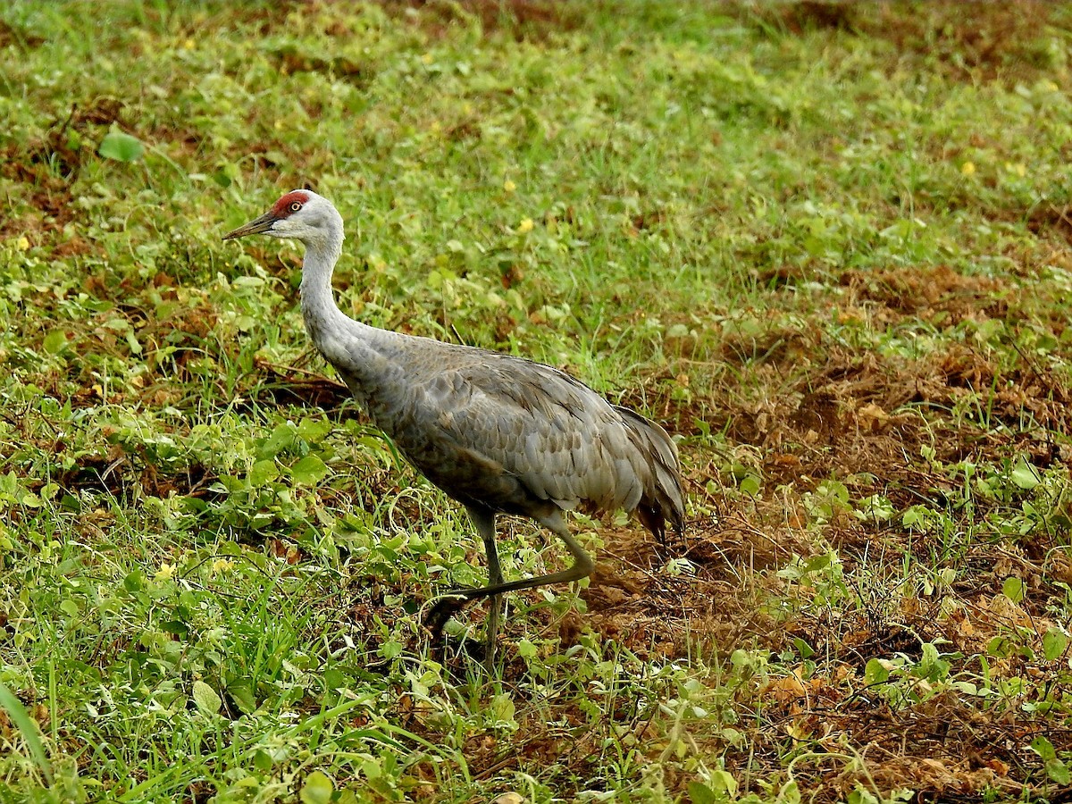 Sandhill Crane - ML646664332