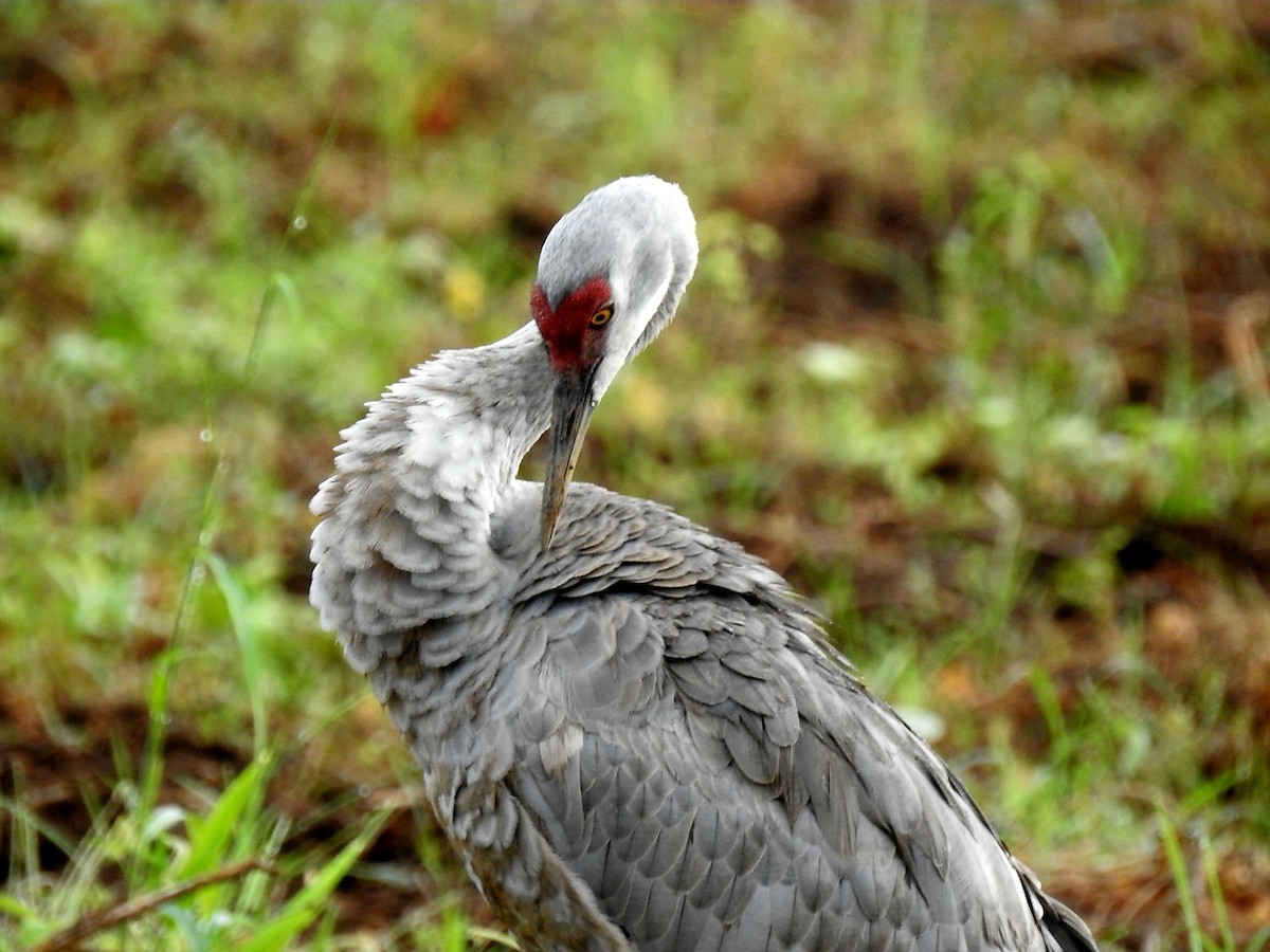 Sandhill Crane - ML646664333