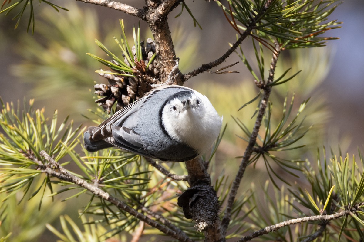 Каролинский поползень - ML646664335