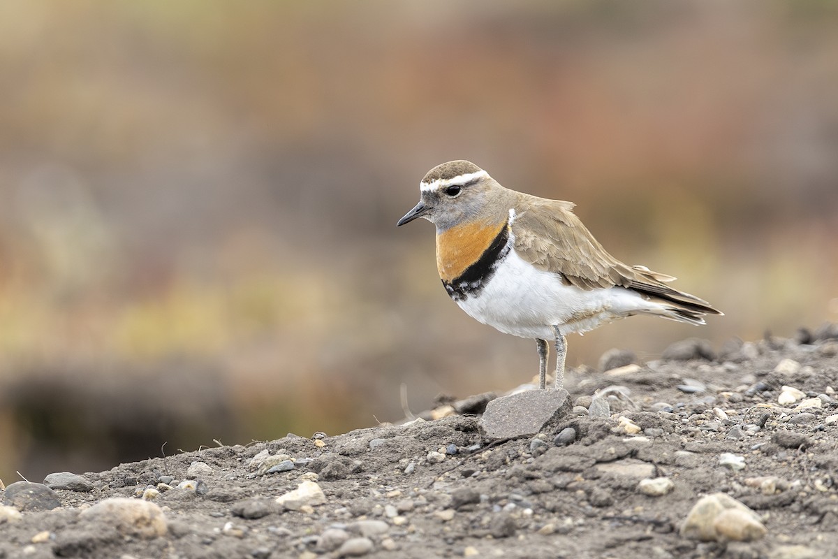 Rufous-chested Dotterel - ML646664336