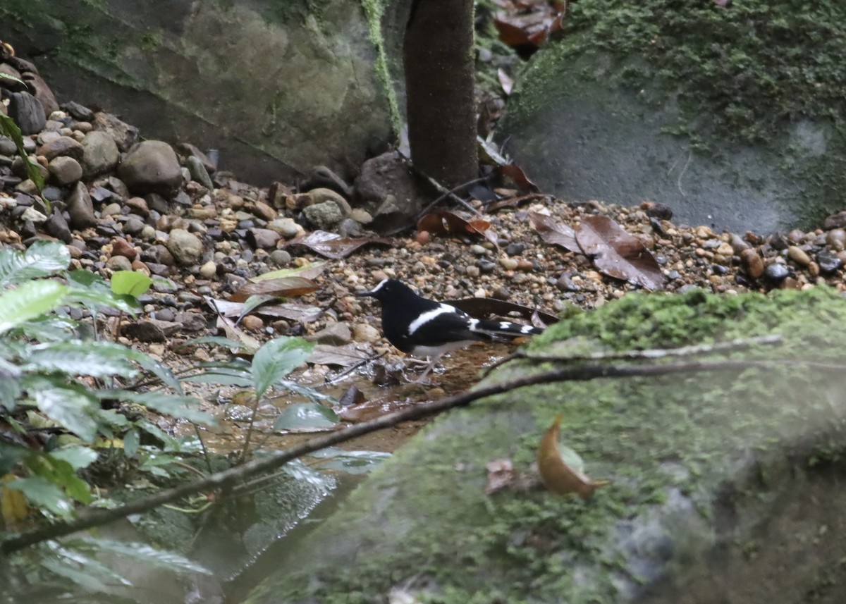 Bornean Forktail - ML646664338