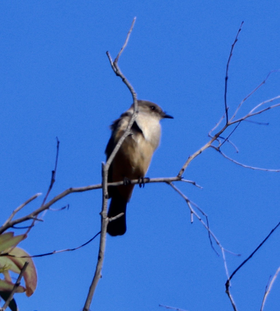 Say's Phoebe - ML646664339