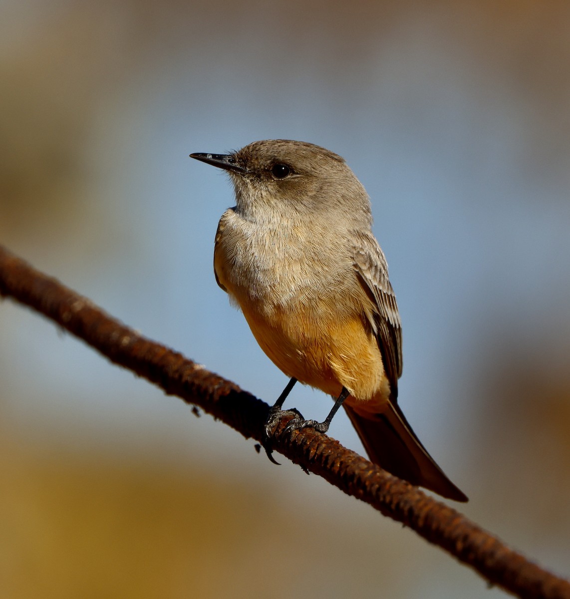 Say's Phoebe - ML646664341