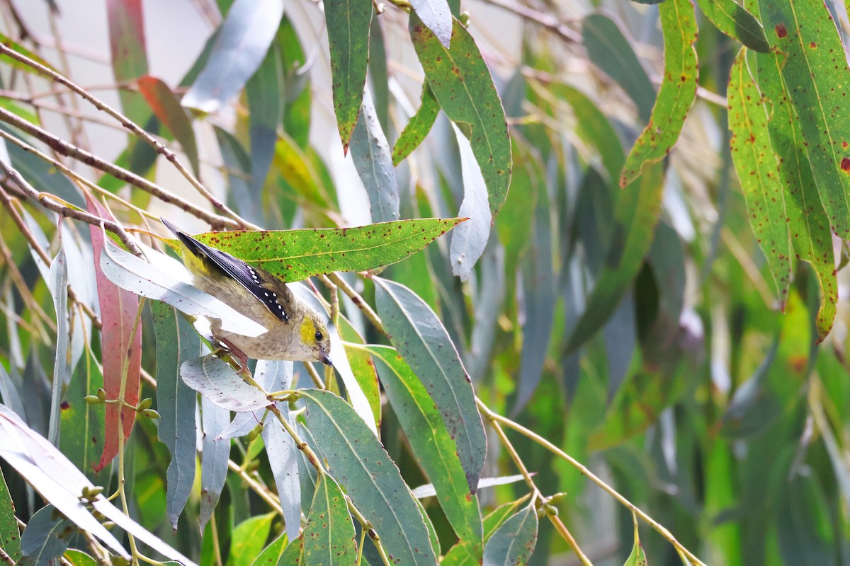 Forty-spotted Pardalote - ML646664342