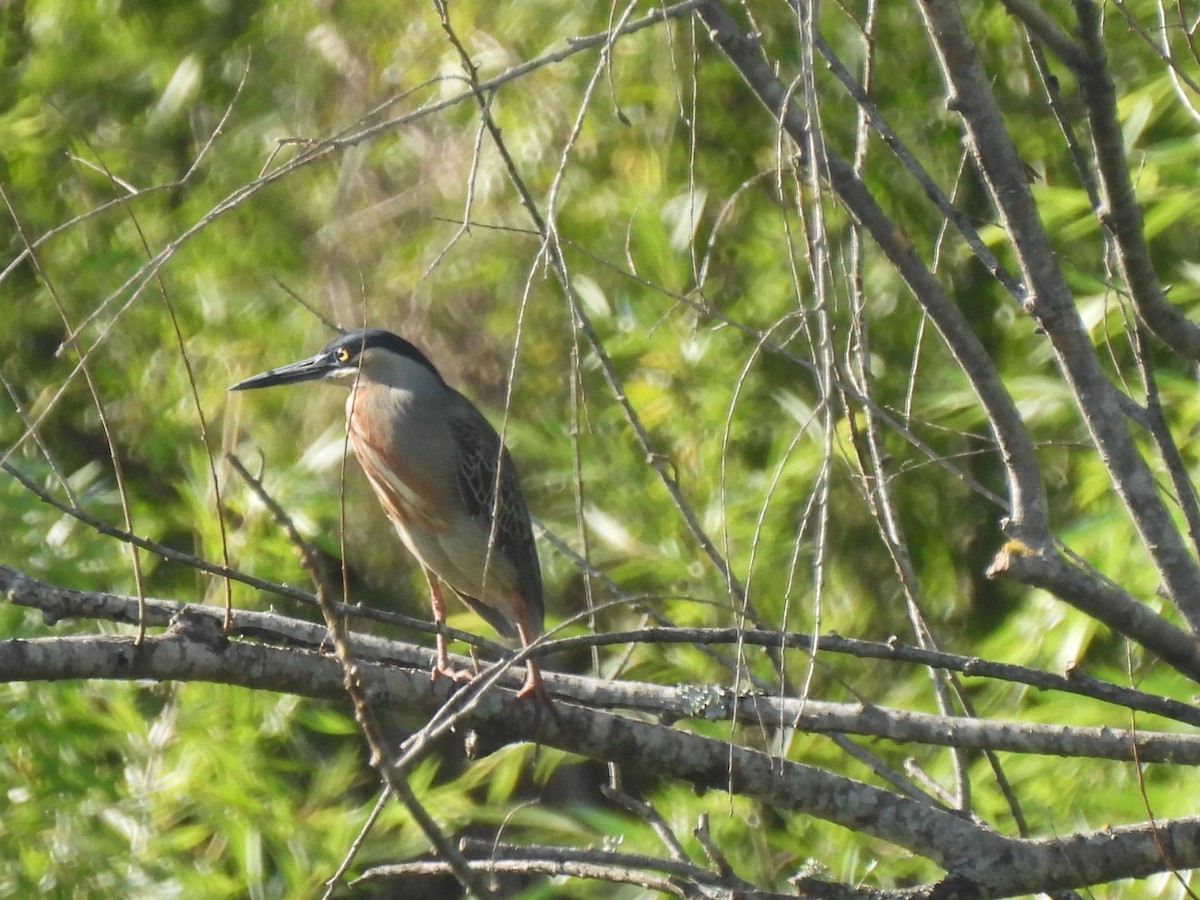 Striated Heron - ML646664343