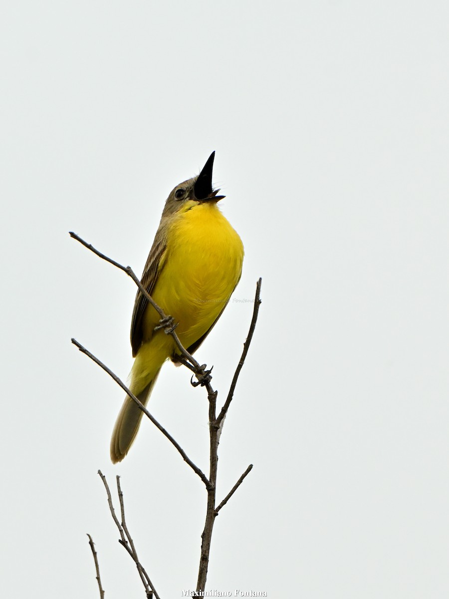 Dinelli's Doradito - ML646664344