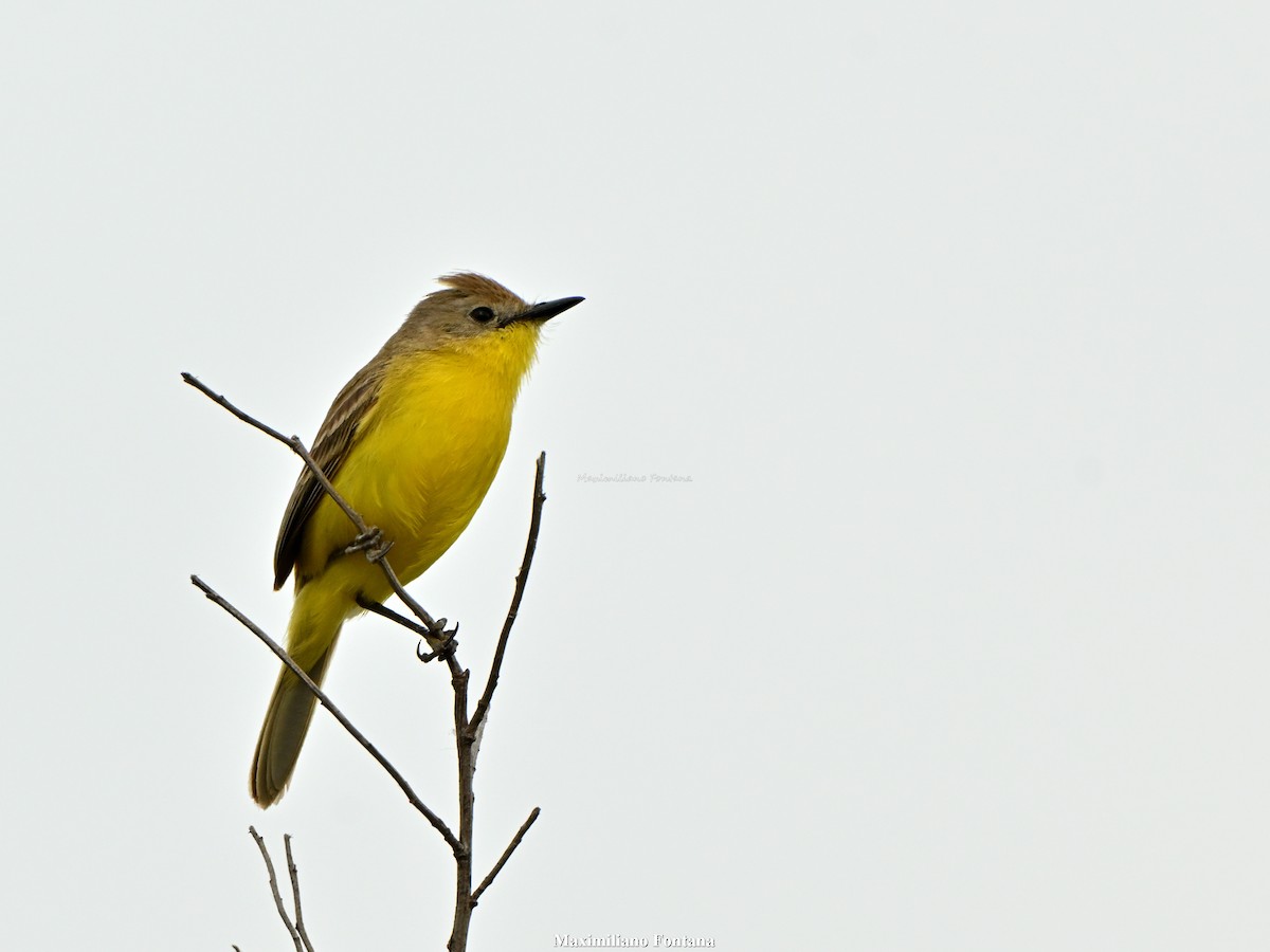 Dinelli's Doradito - ML646664345