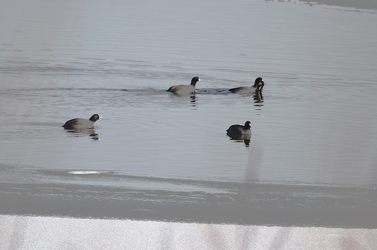 American Coot - ML646664378