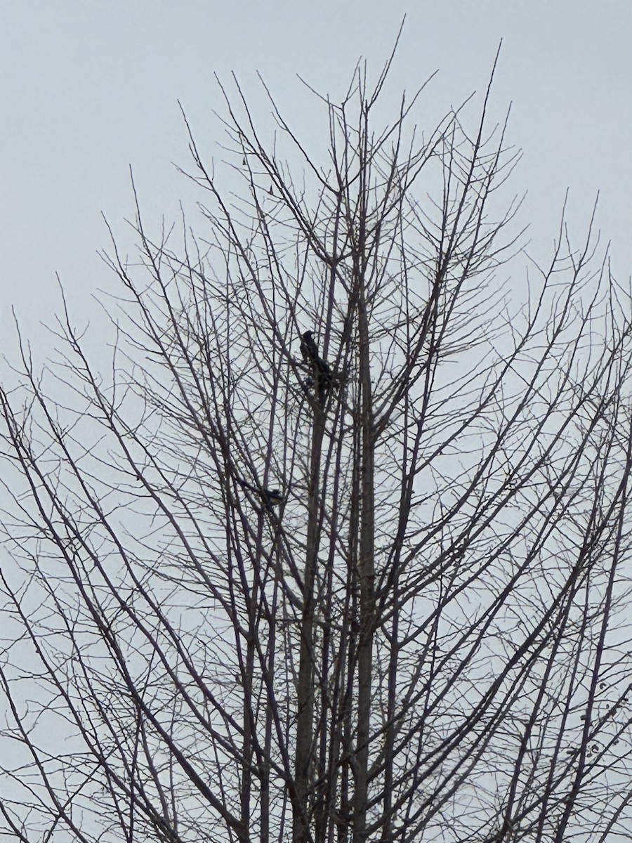 Orientelster - ML646664379