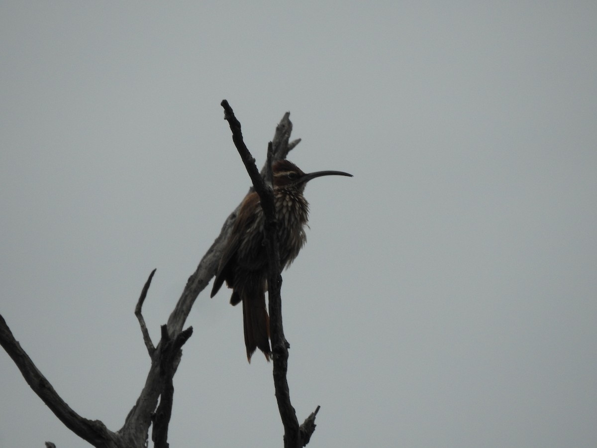 Scimitar-billed Woodcreeper - ML646664382